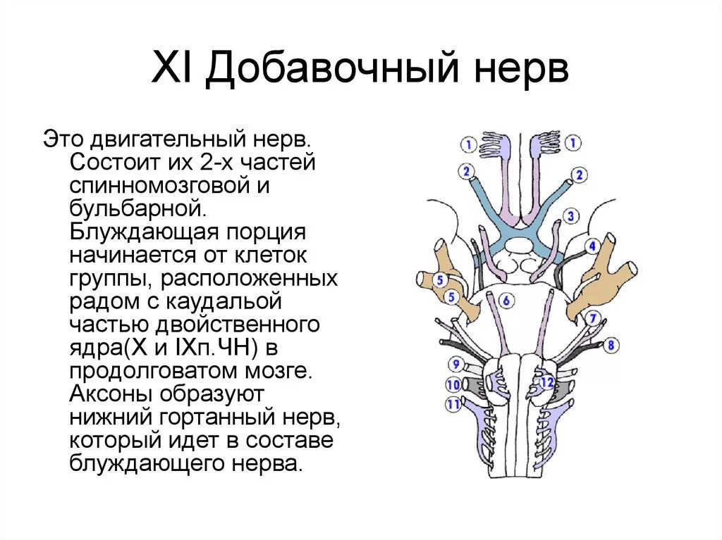 11 черепной нерв. 11 Пара черепных нервов добавочный нерв. 11 Нерв черепной анатомия. 11 Пара черепно мозговых нервов анатомия. 11 Пара добавочный нерв ЧМН.