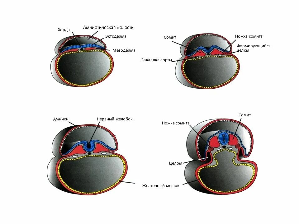 Амниотическое яйцо пресмыкающихся. Амнион гаструляция. Амниотическая ножка и аллантоис. Амниотическая полость гаструляция. Амнион и амниотическая полость.