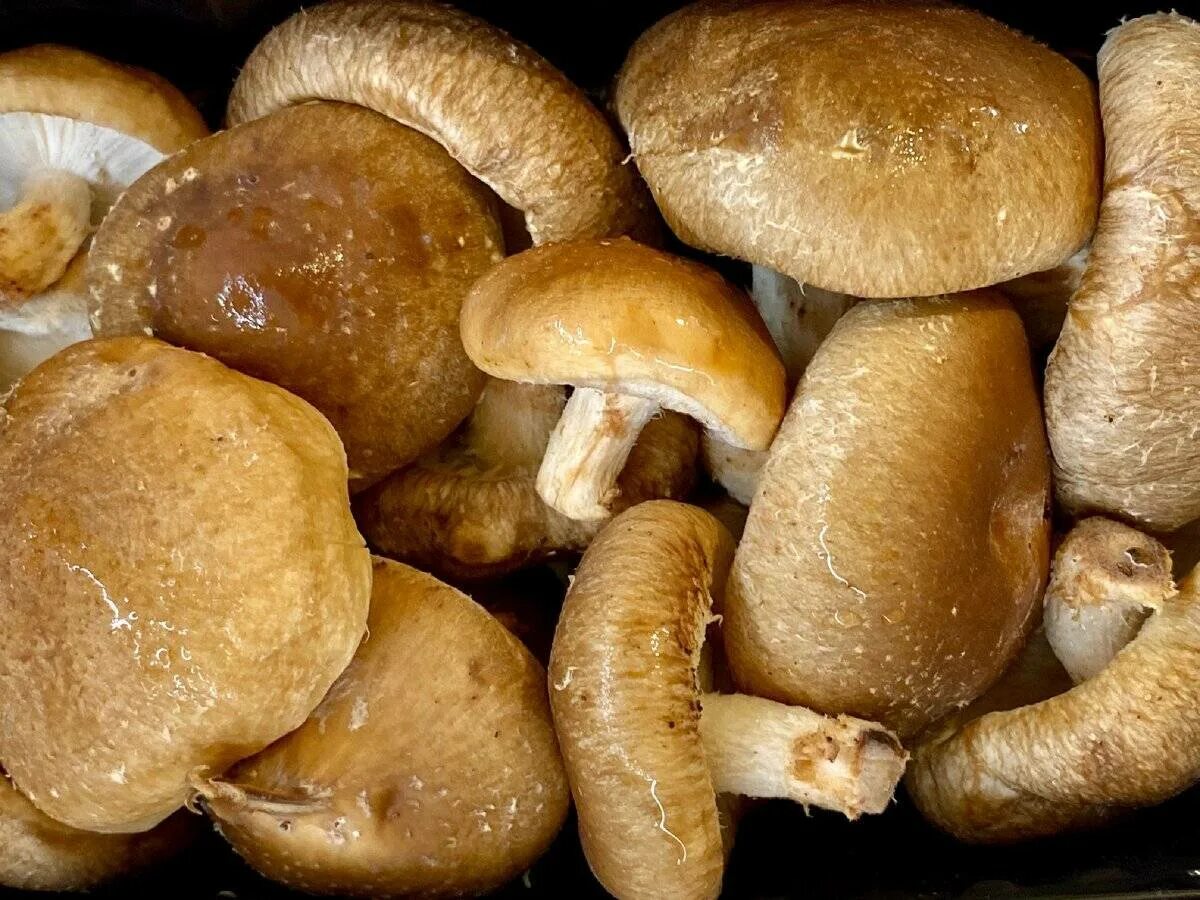 Шиитаки польза. Шиитаке Lentinus edodes. Шиитаке съедобные грибы. Гриб шиитаке лечебные. Дактилиум шиитаке.