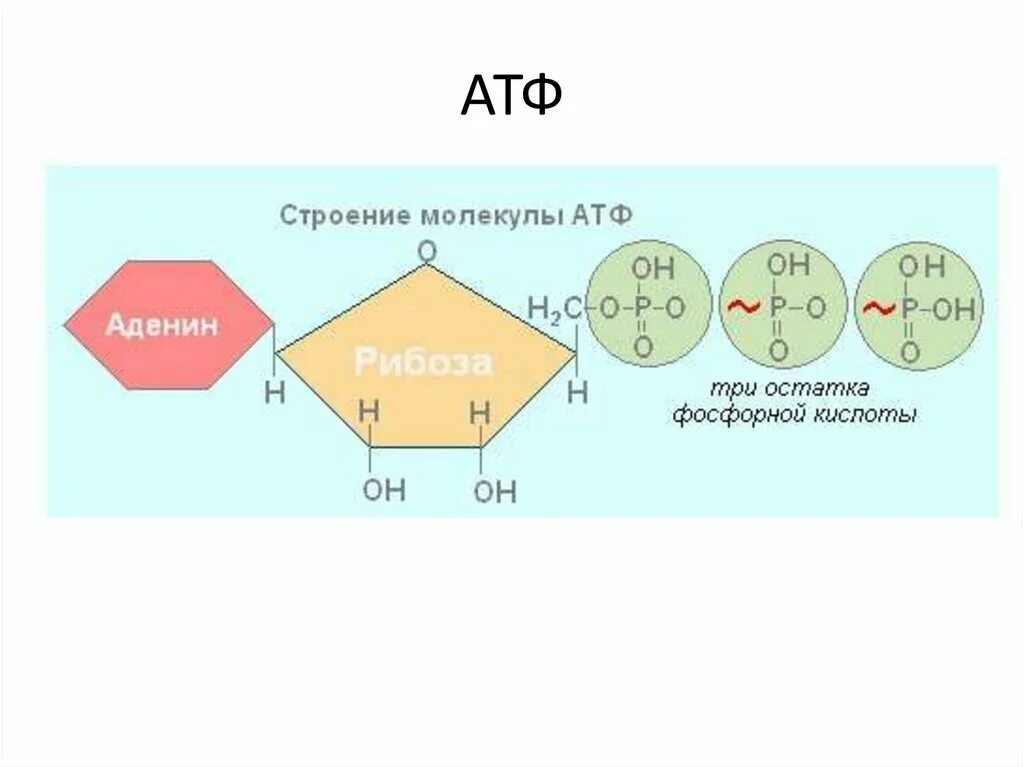 Строение молекулы АТФ. Структурные компоненты АТФ. Строение нуклеотида АТФ. Схема строения АТФ макроэргические связи.