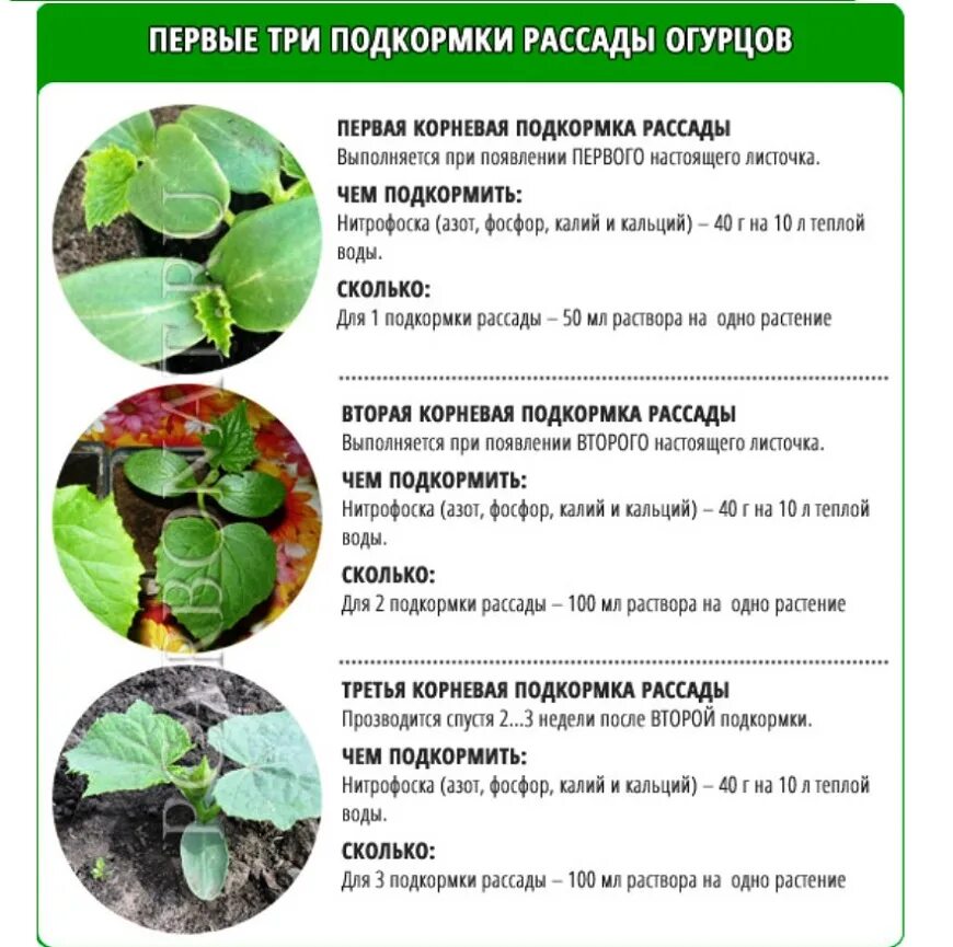 Схема удобрения огурцов. Схема подкормки огурцов в теплице. Схема подкормки огурцов таблица. Таблица удобрений для огурцов.