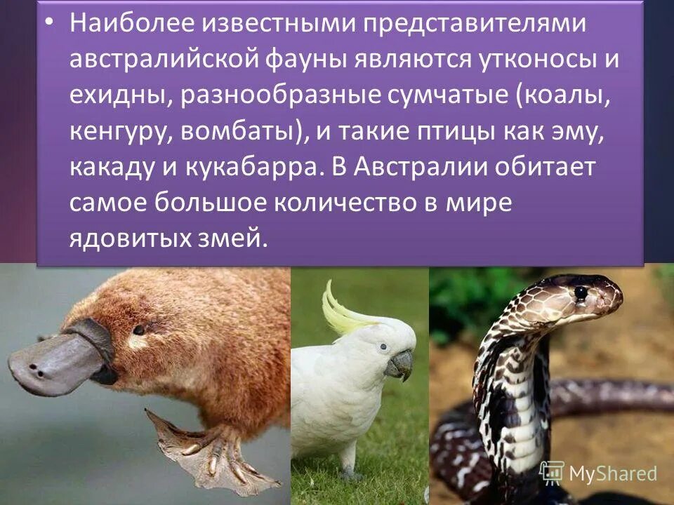 Животный мир является. Животный мир является