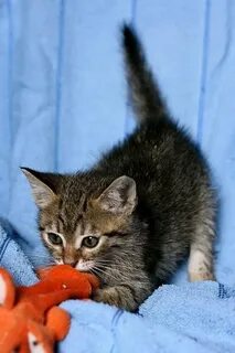 Котенок меньше месяца