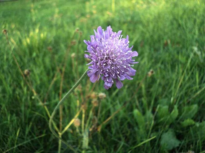 Короставник фото. Короставник полевой (Knautia arvensis). Короставник Луговой. Короставник полевой лист. Короставник татарский (Knautia tatarica).