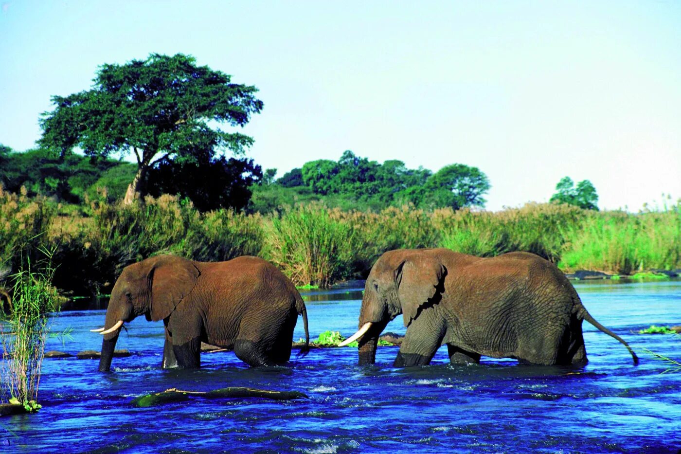 Africa river. Лимпопо река в Африке. Национальный парк Лимпопо Мозамбик. Дикие реки Африки Лимпопо. Река Лимпопо ЮАР.