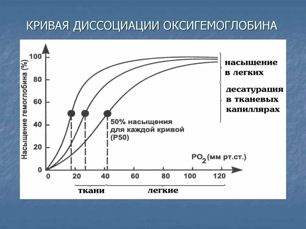 Пониженное содержание кислорода в крови латынь. График диссоциации оксигемоглобина физиология. Кривая диссоциации оксигемоглобина факторы. Кривая диссоциации оксигемоглобина в крови. Горизонтальный участок Кривой диссоциации оксигемоглобина.