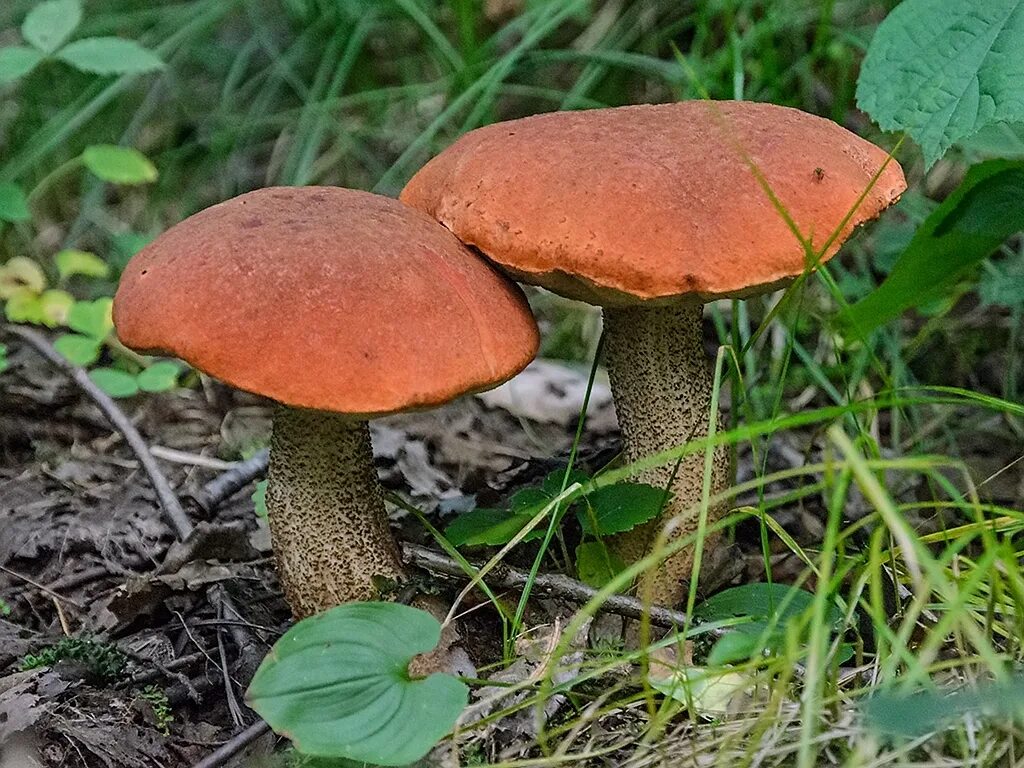 Подосиновик красный маленький. 2 Гриба. Фото двух грибов. Гриб 2 Подик. Грибочки 2