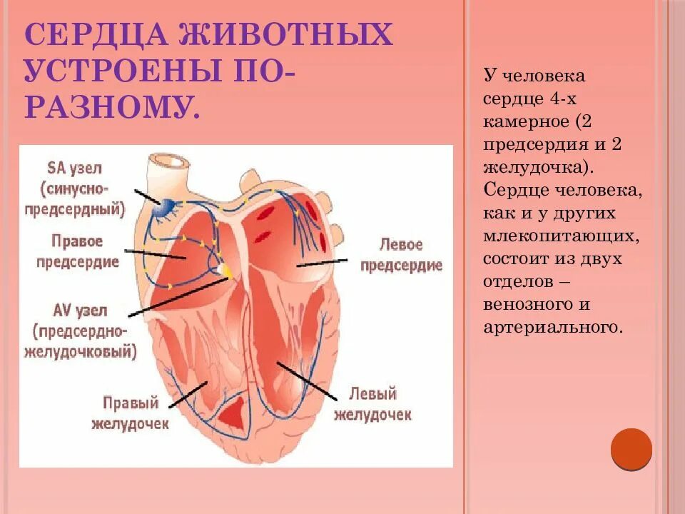 Сердце животных. Сердце у человека камерн7ое. Строение сердца животных. Камерные сердца у животных. Сердце млекопитающих состоит из двух