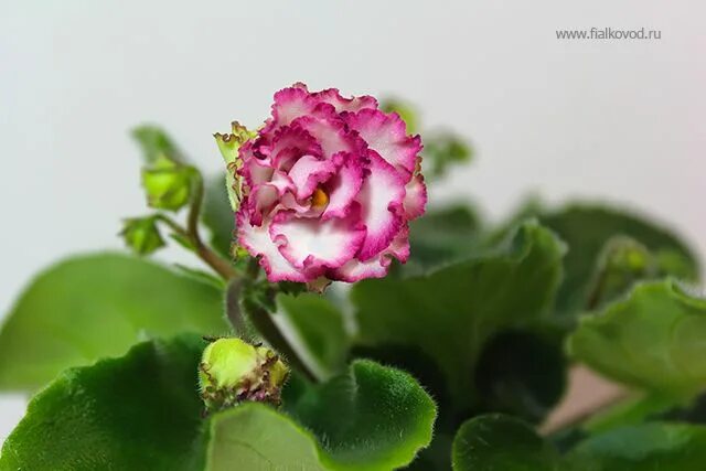 Фиалка ав розы. Фиалка ав 761-51. Фиалка ав розы. Ав нарцисс фиалка. Фиалка ав розы.