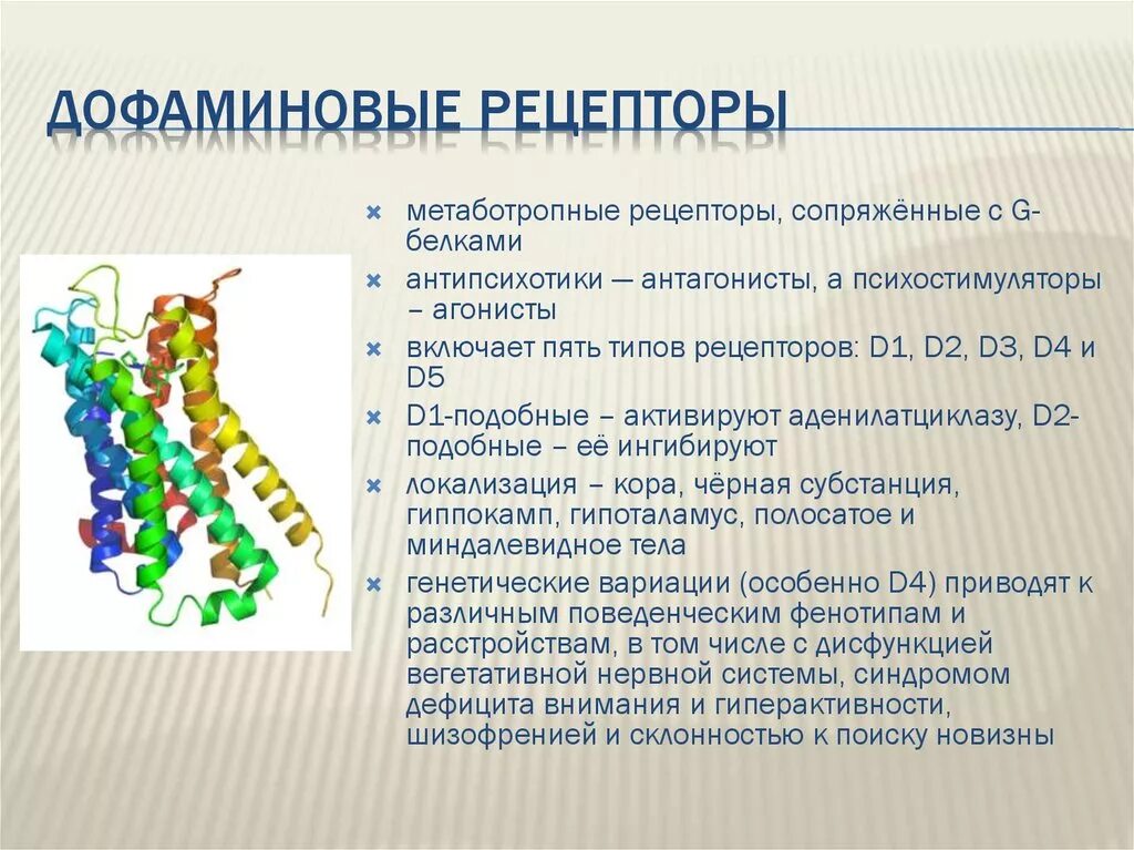 Стимуляторы дофаминовых рецепторов. Дофаминовые д2 рецепторы локализация. D3 дофаминовые рецепторы. Д1 и д2 дофаминовые рецепторы. Д2 рецепторы дофамина.