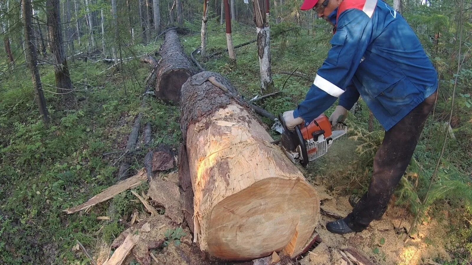 На пиливать. Заготовка дров. Заготовка древесины на дрова. Дрова в лесу. Рубка дров.