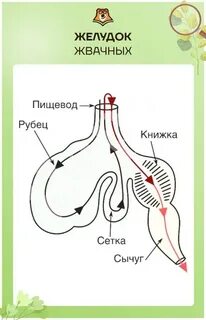 Желудок жвачного животного 5