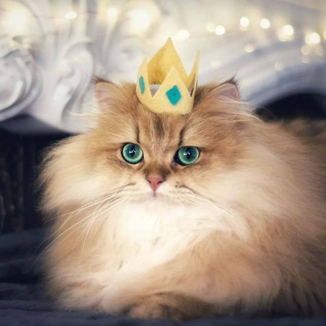 Кошечки королевы. Кот в короне. Котик с короной. Кошечка с короной. Царский кот.