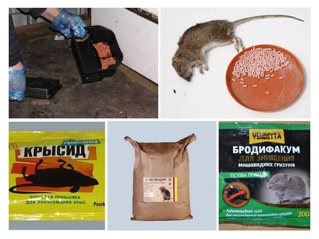 Крысиный яд. Отрава для мышей для человека. Отрава для крыс. Отрава для крыс для собак