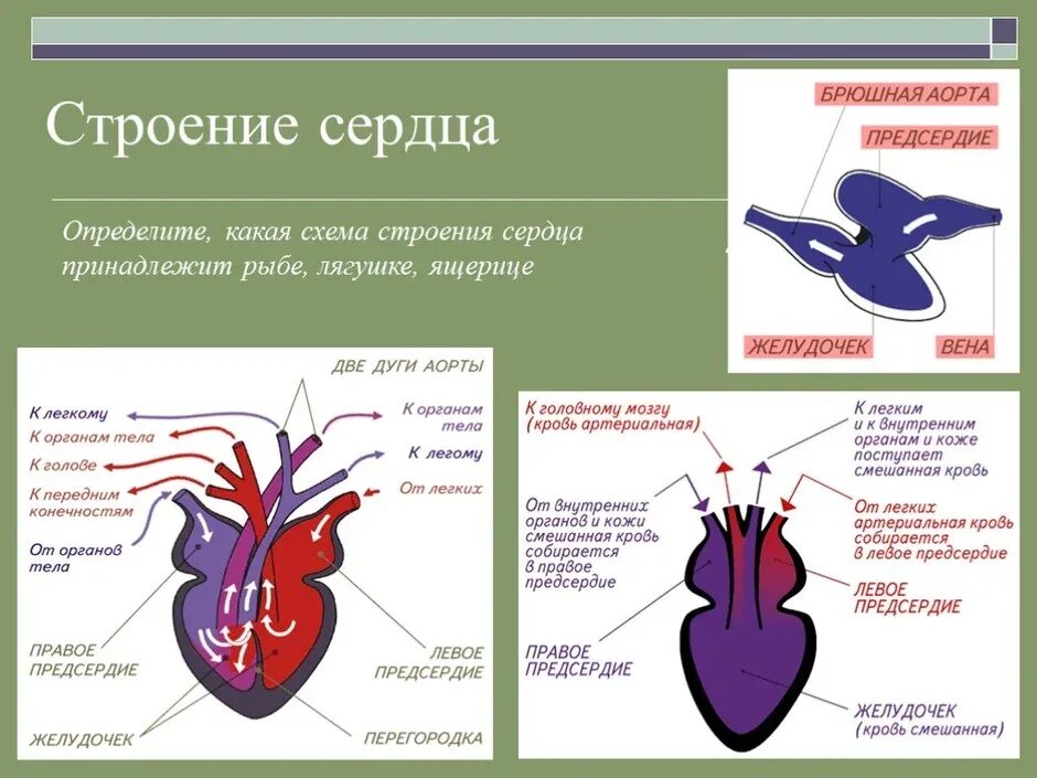 Сердце пресмыкающихся отличается от сердца земноводных. Строение сердца ящерицы прыткой. Строение сердца ящерицы прыткой схема. Строение сердца лягушки. Схема строения сердца рептилий.