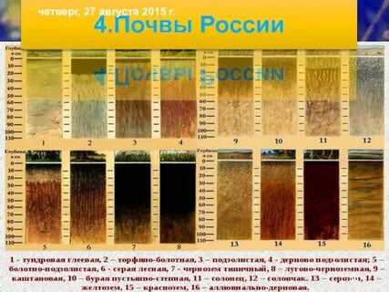 Расположи типы почв по естественному плодородию
