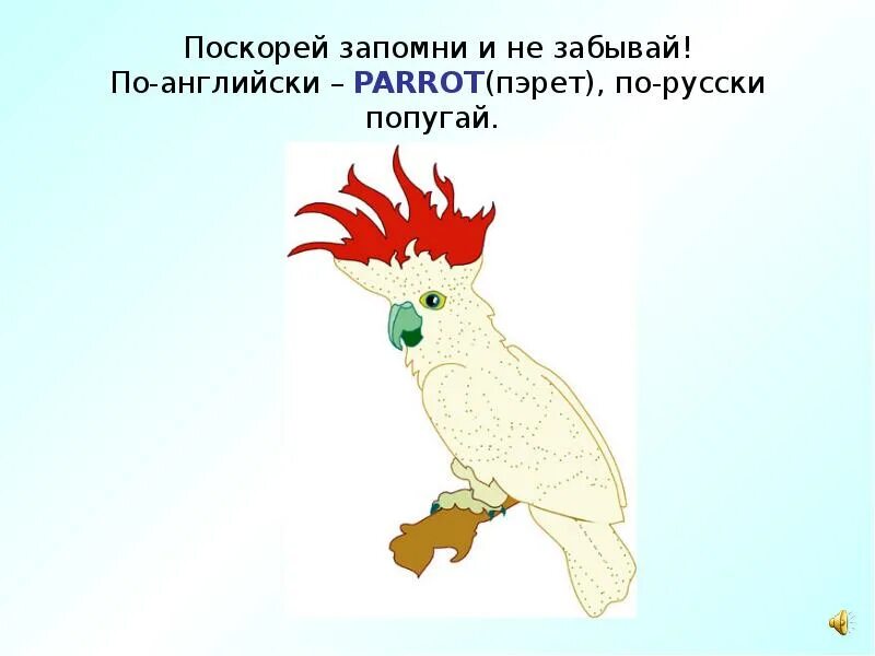 Анализ слова попугай. Попугай по английски. Схема слова попугай. Попугай по английски звучание.