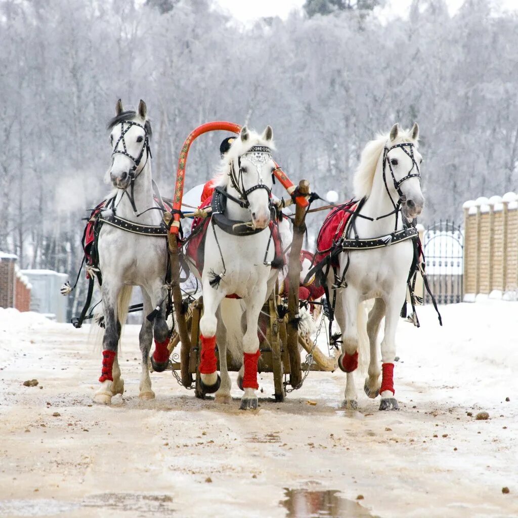 скорость лошади с санями