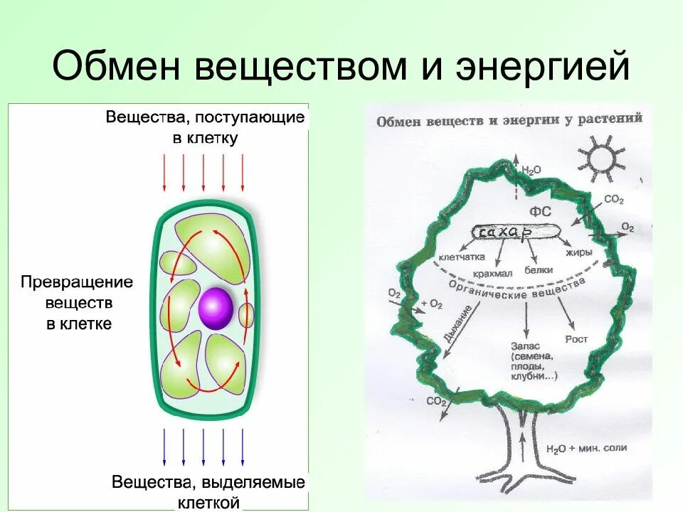 В процессе жизнедеятельности клетки используют энергию