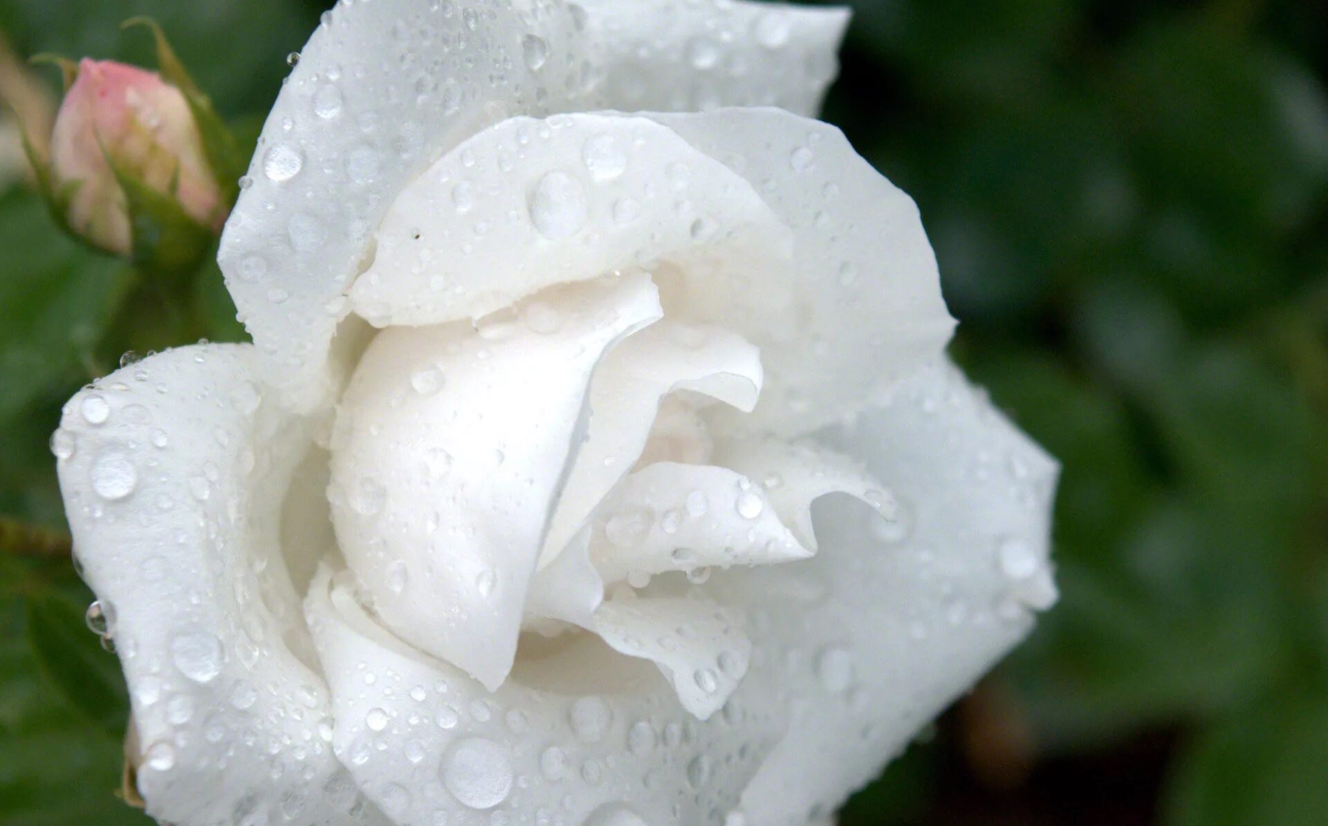 Белые розы смысл. Белые розы. Красивые белые розы. Белые розы в росе.