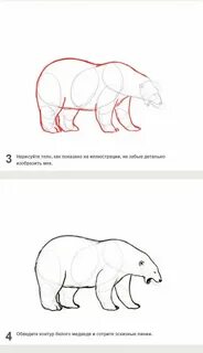 Как нарисовать белого поэтапно
