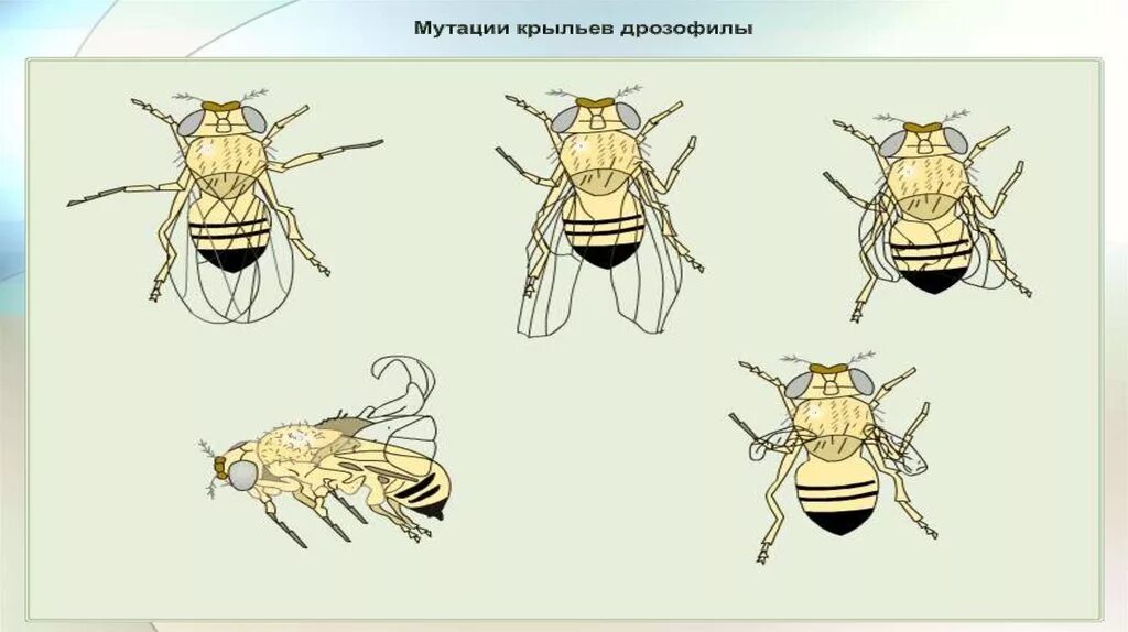 Таблица сравнения нормальных и мутантных форм дрозофил. Мутации крыльев дрозофилы. Мутация дрозофилы бескрылая. Муха дрозофила мутации. Бескрылая форма дрозофилы.