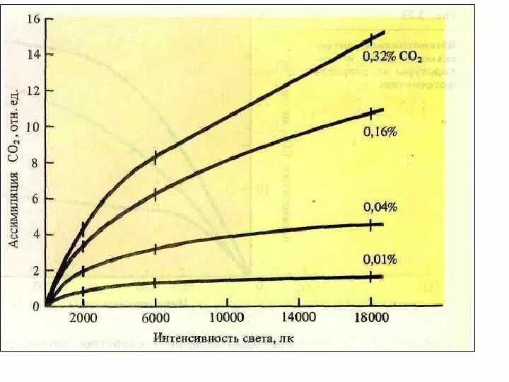 График зависимости фотосинтеза от освещенности. Интенсивность фотосинтеза зависит от. График зависимости скорости фотосинтеза от освещенности. Влияние температуры на интенсивность фотосинтеза. Как изменится интенсивность дыхания и интенсивность фотосинтеза