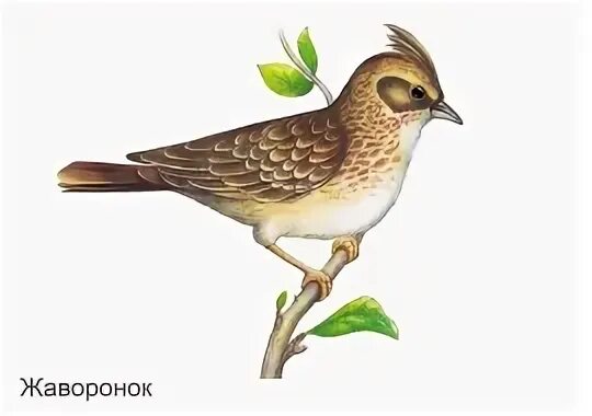 Картинка жаворонка для детей цветная