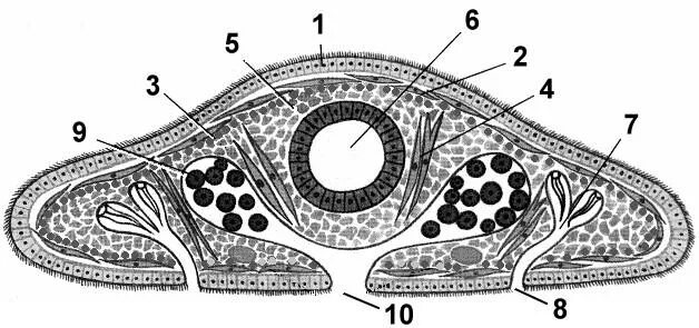 Внутреннее строение плоских. Молочная планария поперечный срез. Поперечный разрез тела планарии. Поперечный срез кожно мускульного мешка турбеллярий. Поперечный срез плоского червя.
