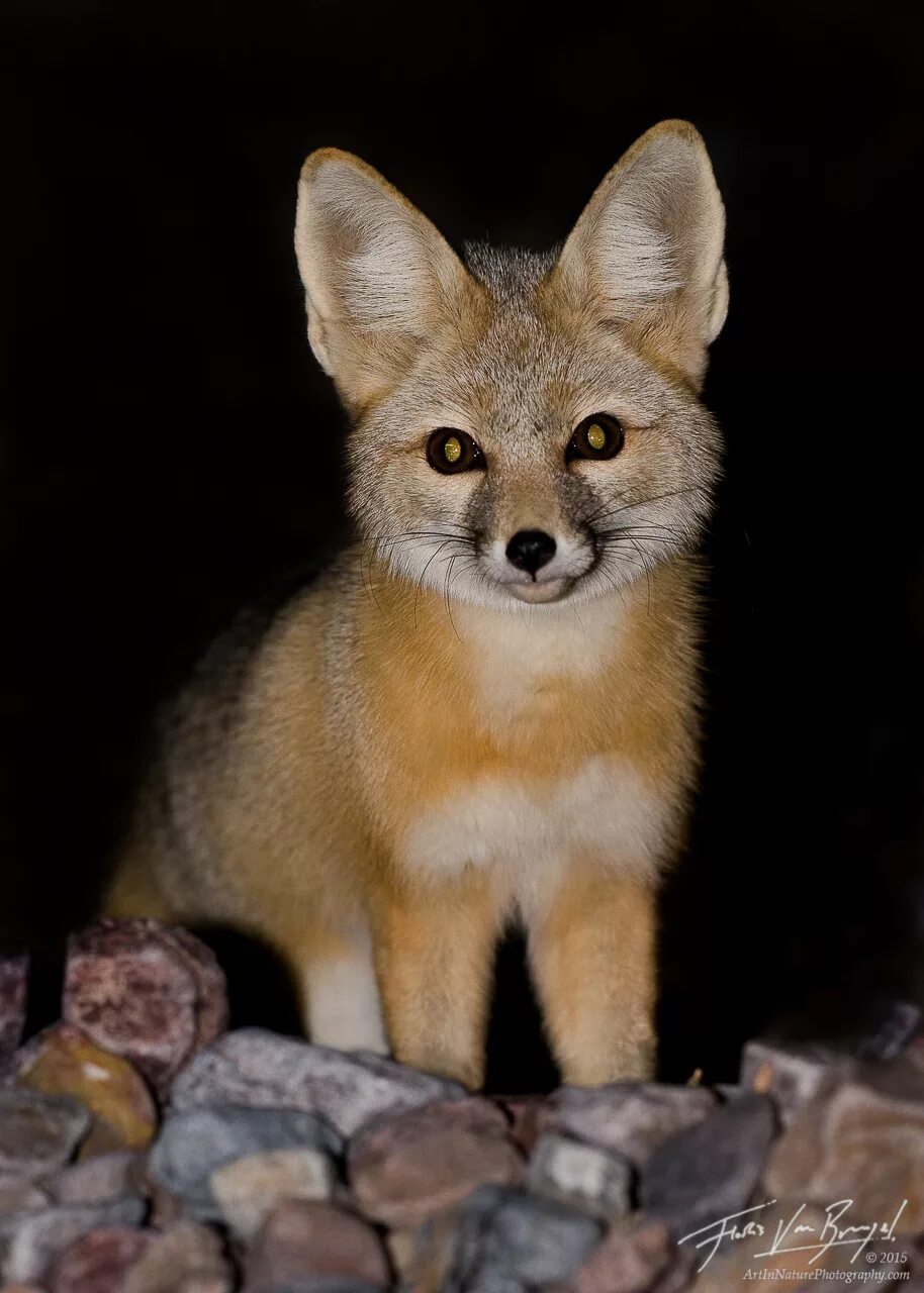 Kit fox. Vulpes macrotis. Американский Лис. Американская Лисичка.