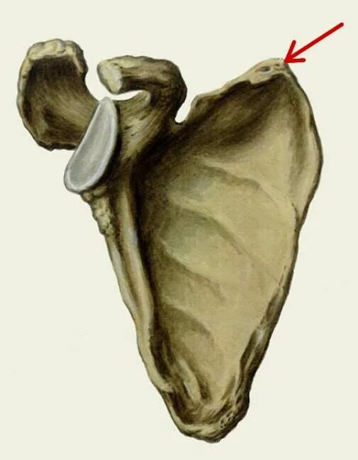 Лопатка человека анатомия. Лопатка анатомия Синельников. Кости лопатки анатомия. Клювовидный отросток лопатки анатомия. Лопатка анатомия вид спереди.