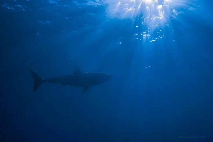 Pin by Lisa Pisa on Animals Shark, Saltwater fish tanks, Blue shark