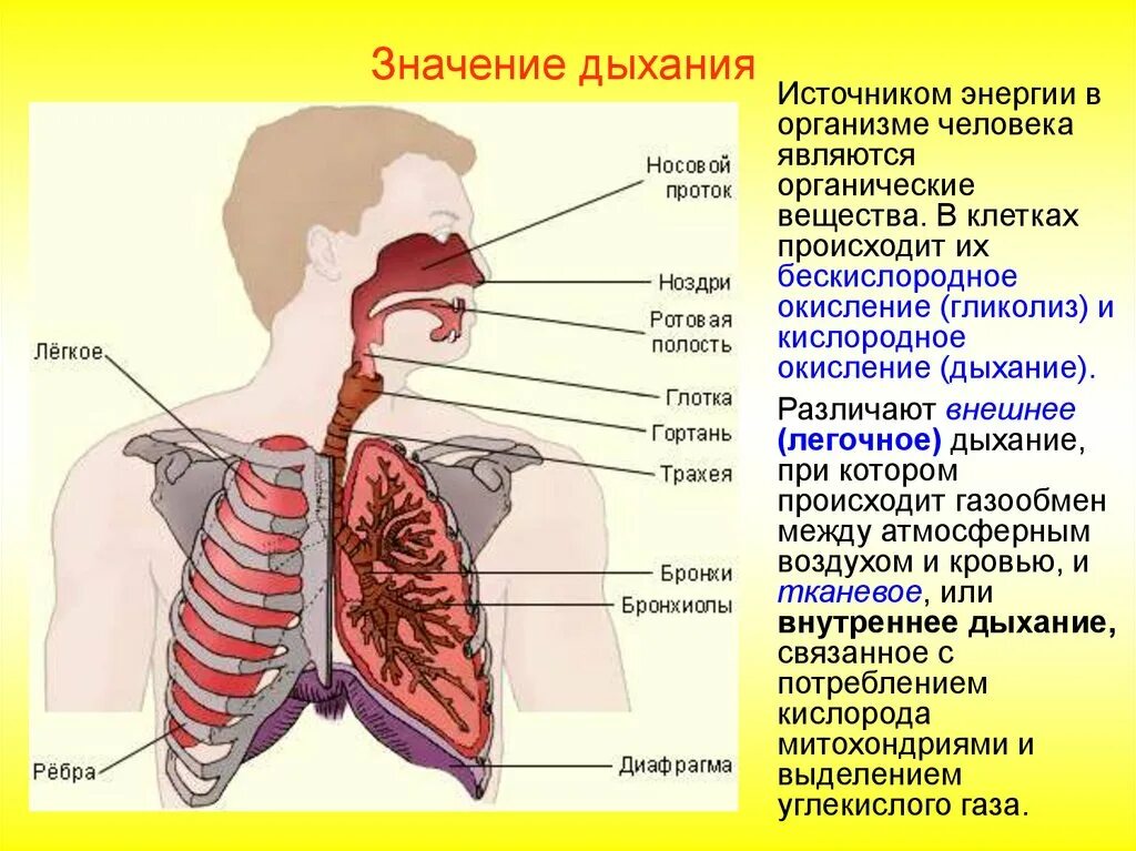 Из трахеи воздух попадает в. Строение органов дыхания. Строение системы дыхания. Строение органов дыхательной системы. Дыхание строение органов дыхания.