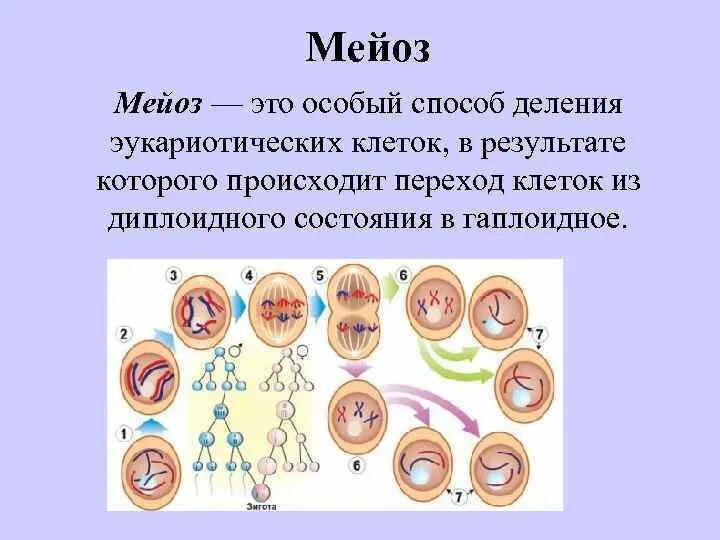 Мейоз деление клеток эукариот. Половое размножение организмов мейоз 9 класс. Половое размножение мейоз 9 класс. Образование клеток мейоз конспект.