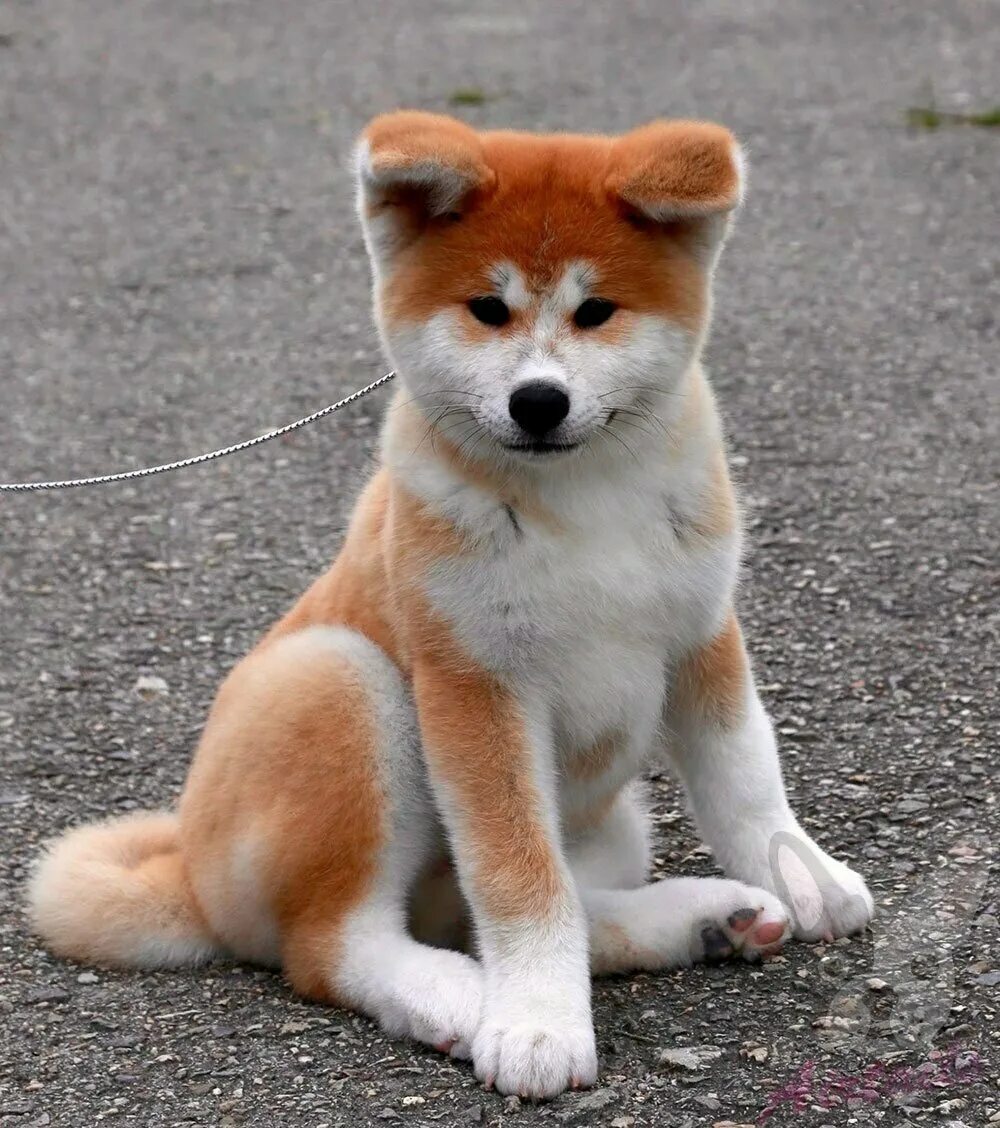 Японская порода собак