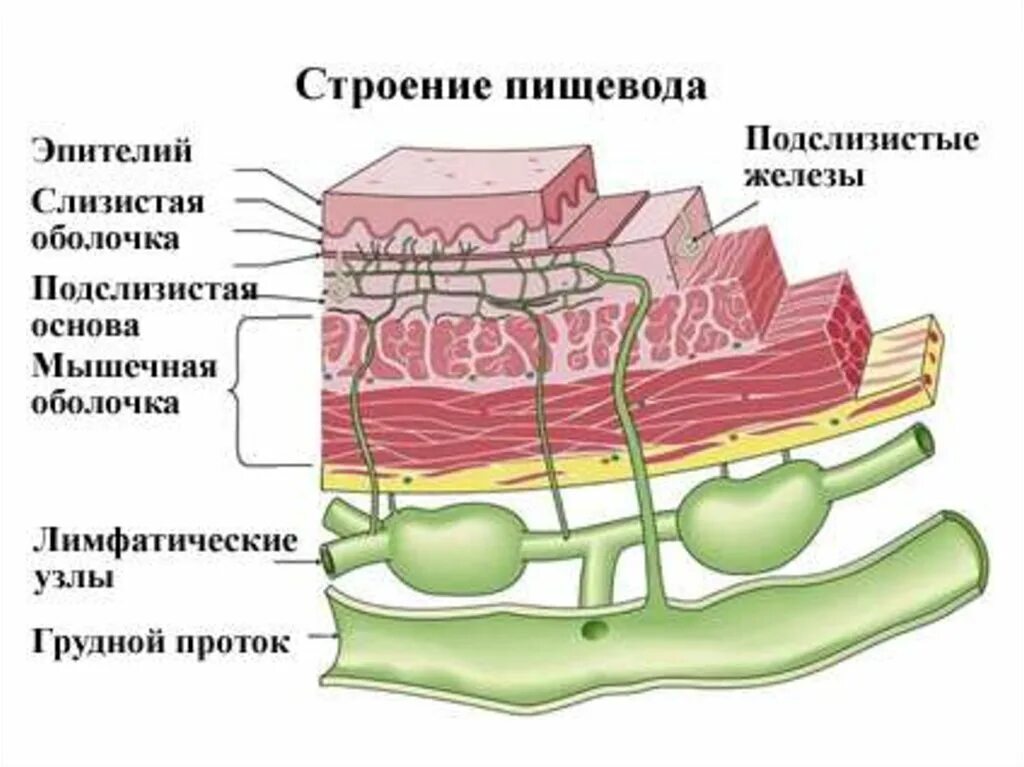 Слои пищевода