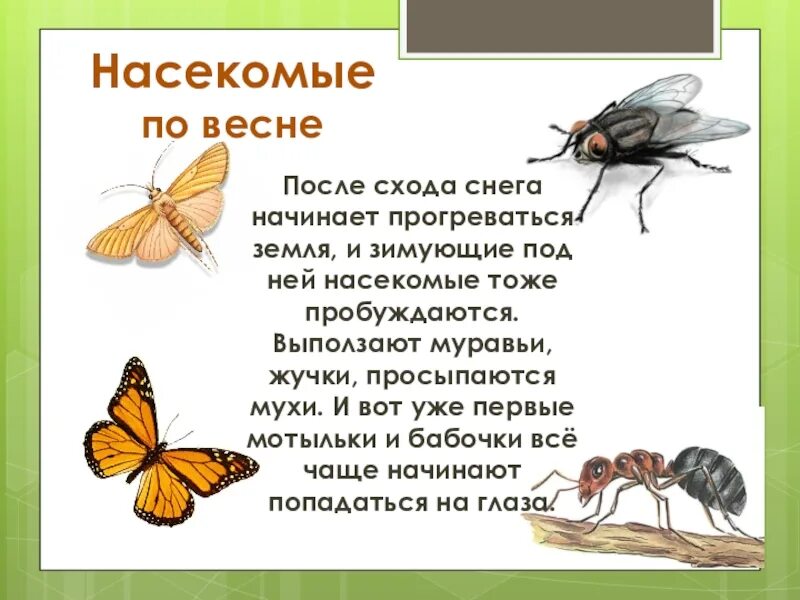 Жизнь насекомых весной