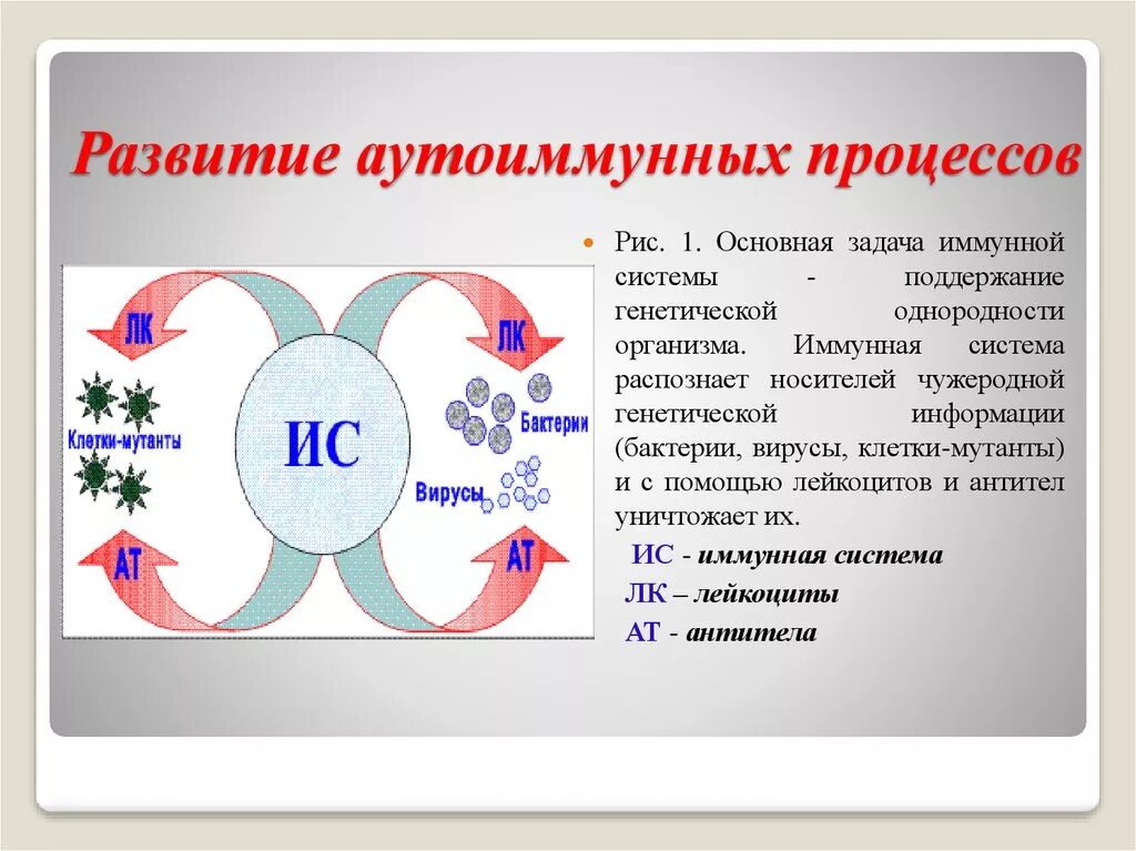 Аутоиммунный процесс. Аутоиммунные процессы в организме что это. Причины развития аутоиммунных процессов. Аутоиммунные процессы причины. Ковид аутоиммунное