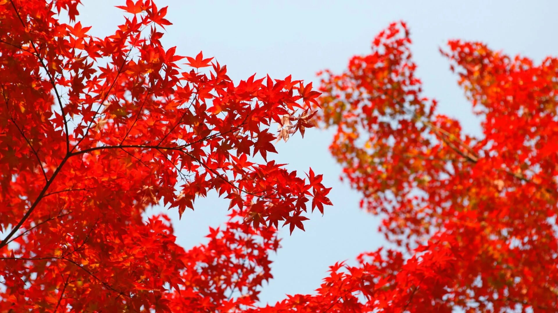 Красивое красное дерево. Клен красный Red Sunset. Красный клен Геншин. Acer rubrum (клен красный) 'Red Sunset'. Клен канадский красный.