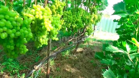 Аркадия виноград описание сорта фото отзывы видео