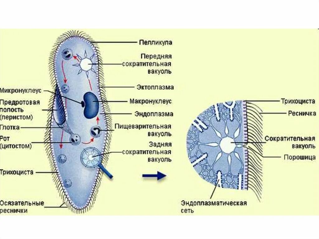 Строение инфузории туфельки пелликула. Строение инфузории туфельки Трихоцисты. Инфузория туфелька строение Трихоцисты. Пелликула инфузории. Пили у простейших