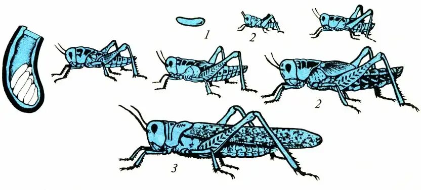 Тип развития насекомого кузнечик. Яйцо личинка имаго кузнечик. стадии развития саранчи. жизненный цикл саранчи. саранча фазы развития.