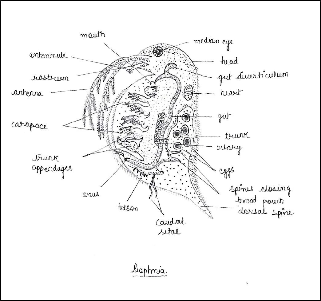Labelled diagram. Plant cell vacuole. Labelled diagram. Labelled diagram. Строение двигателя внутреннего сгорания.