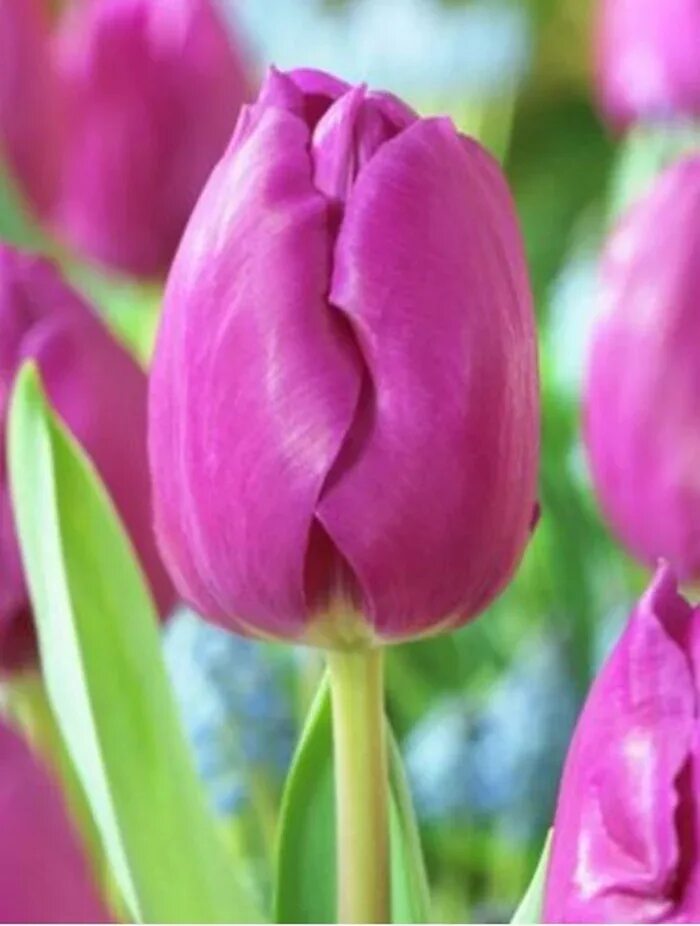 When are the tulips in bloom in 2018 Tulips in Holland Tulips, Purple tulips,