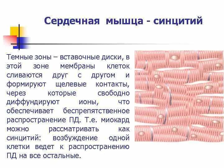 1 из сердечных мышц. Синцитий строение. сердечная мышца вставочные диски. синцитий мышечная ткань. вставочные диски.