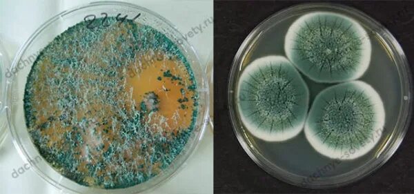 Боверия триходерма. Триходерма в чашке петри. Bacillus subtilis колония. Penicillium. Bacillus subtilis колония.