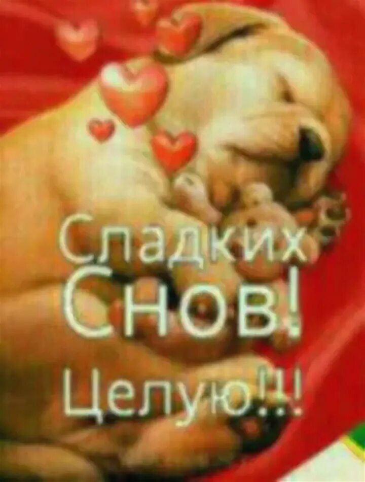 Буду целовать везде и пускай. Сладких снов целую. сладких снов целую обнимаю. сладких снов целую тебя. сладких снов целую везде.