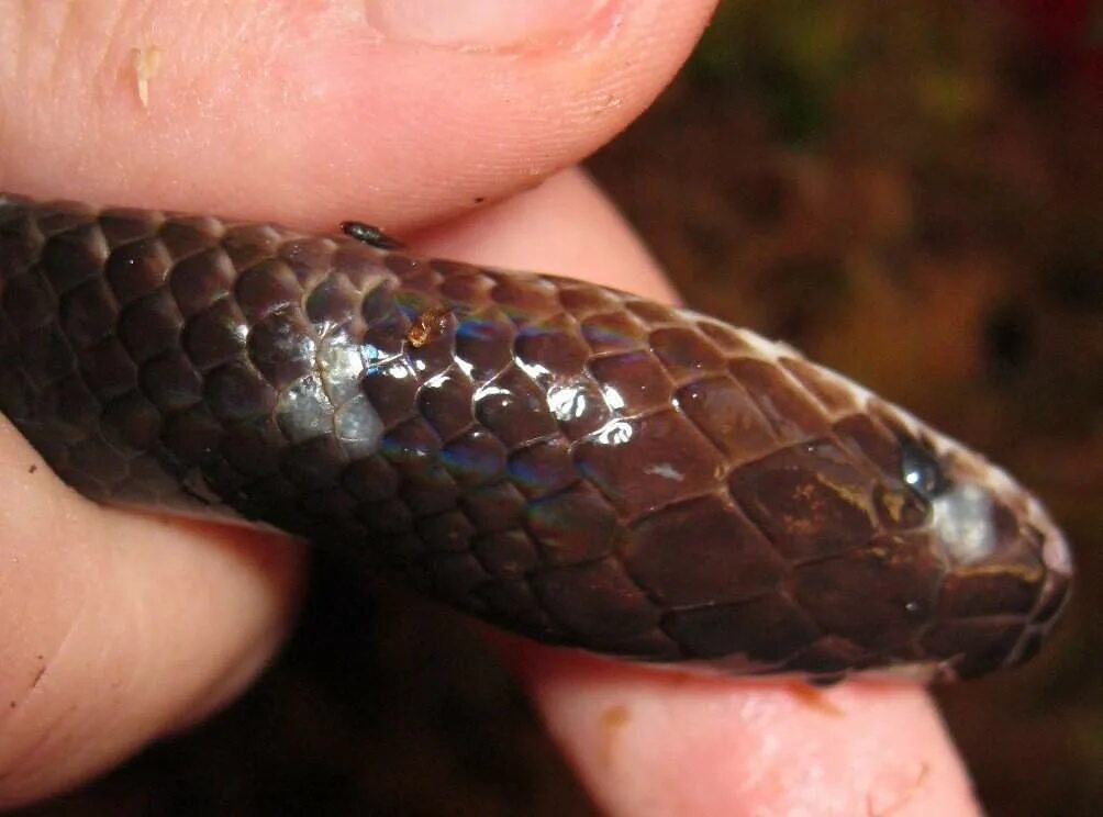 ютуб змеиный