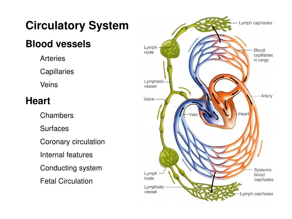 Сердце лимфатические сосуды. Systemic circulation. Blood circulation System. Циркуляция крови на английском. Circles of Blood circulation.