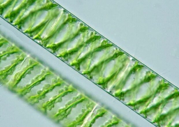 Спирогиру относят к. Зеленые водоросли спирогира. Spirogyra SP. Спирогира биоиндикатор. Spirogyra конъюгация.